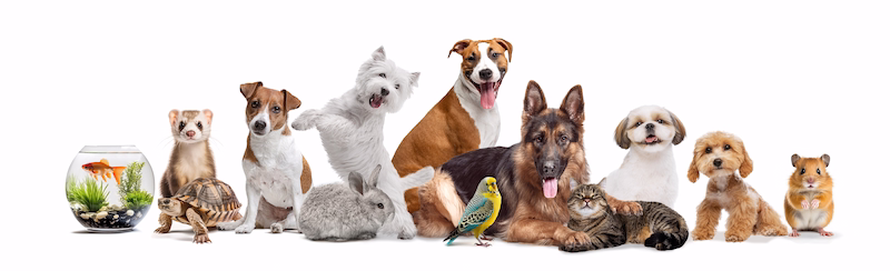 : Respeto, cuidado y protección de los animales