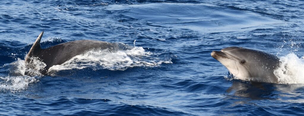 Ballenas y delfines, aliados contra el cambio climático aunque continúan bajo amenaza – Yahoo Home