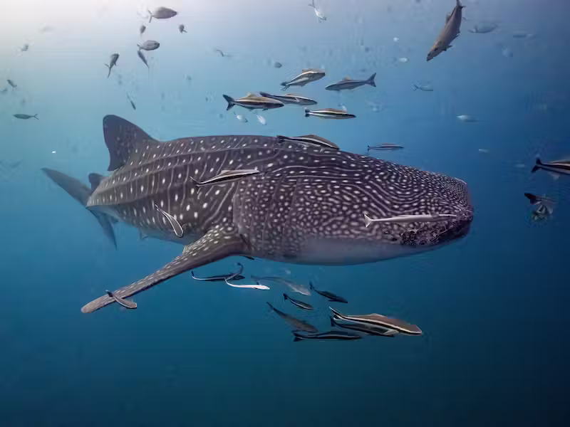 Observación responsable de un tiburón ballena manteniendo una distancia segura
