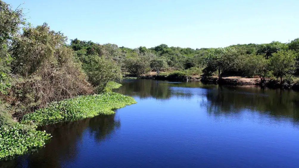 Manglar